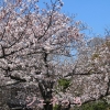 玉敷の桜　2019年4月