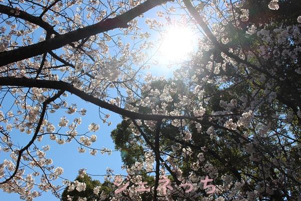 2019年4月　桜開花